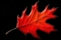 leaf2