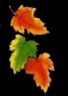 image003
